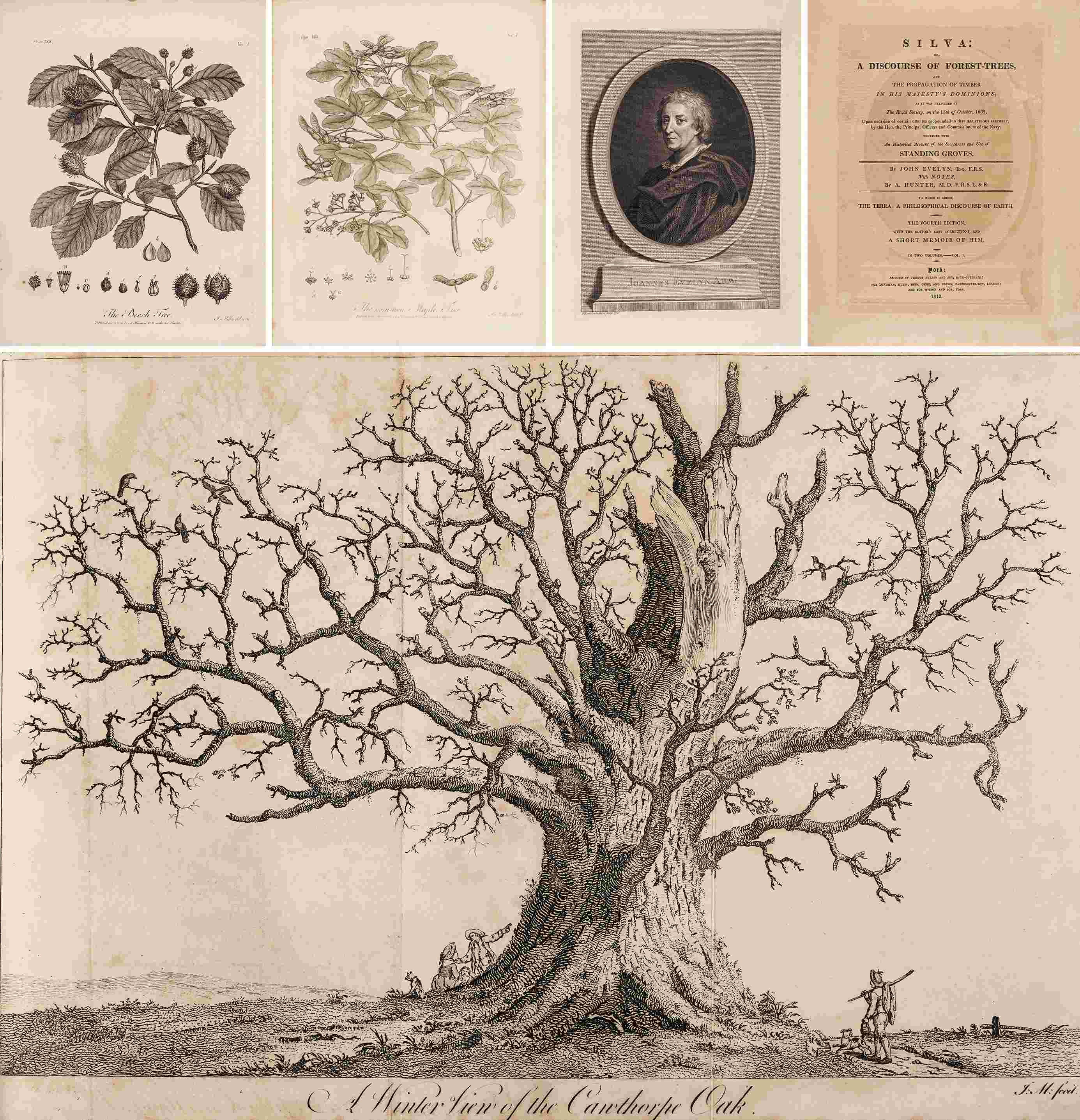 英国森林志 1812年伦敦 Thomas Wilson & Son 出版